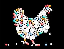Antibiotic Rules Pressed to be Implemented at Yum’s KFC by Consumer Groups Antibiotic Rules Pressed to be Implemented at Yum’s KFC by Consumer Groups