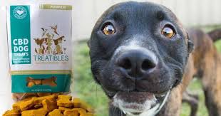 A Growing Trend for Toronto Pet Owners are Medicinal Pot Products: Cannabis for Canines? A Growing Trend for Toronto Pet Owners are Medicinal Pot Products: Cannabis for Canines?