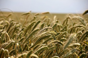 The ‘Slashing Agricultural Economy’ Of The U.S. Mourns The Exit From TTP