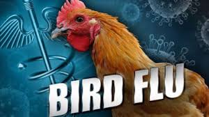 Bird Flu Scare in U.S. Forces Asian Nations to Restrict U.S. Poultry