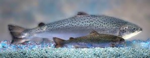 World’s First Genetically-Modified Animal To Enter Food Supply Is Salmon World’s First Genetically-Modified Animal To Enter Food Supply Is Salmon
