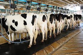 Even As NAFTA Brings Other Worries, US Dairy Glut Leads To Problem Of Spilled Milk In Some Markets Even As NAFTA Brings Other Worries, US Dairy Glut Leads To Problem Of Spilled Milk In Some Markets