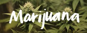 Canada's Marijuana Legalization Will Increase Competition With Illegal Pot Sale