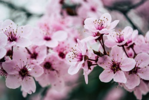 Kyoto Records Earliest Date For Cherry Blossom As Global Warming Indicator