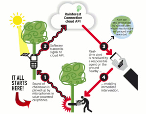 Your old mobiles can save rainforests Your old mobiles can save rainforests