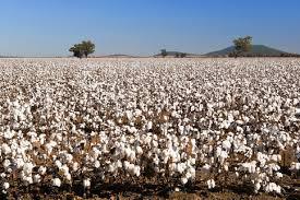 Much improvement is needed to reduce India’s Cotton water footprint to meet global standards