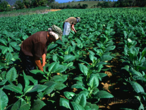 The effect of normalisation of the US-Cuba relationship on Cuba’s tobacco workers