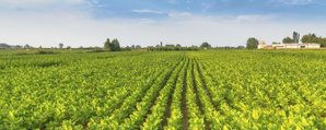 Planting Condition and Weather, Major Factors for Food Supply