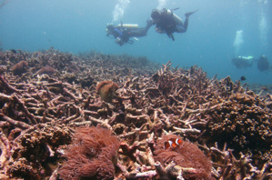 CO2 Emission Is Proportionate To The Damages Of Marine Ecosystem, Reports Recent Studies