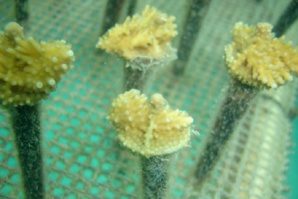 Jamaicans To Restore The Dying Coral Coastline Of The Country
