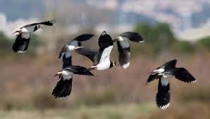 Increased Population of Protected Birds Enhances Voice Against EU Bird Protection Legislation Review Increased Population of Protected Birds Enhances Voice Against EU Bird Protection Legislation Review