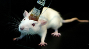 Research Study Allows Scientists To Control Mice Brains In a Wireless Manner Research Study Allows Scientists To Control Mice Brains In a Wireless Manner