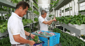 Vertical Farming Steals The International Design Award