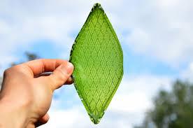 Silk Leaf To Produce Oxygen Artificially