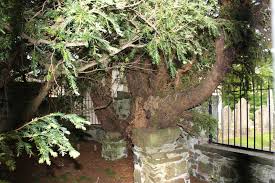 5000 Year Old Tree in Britain Changing Sex