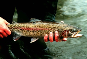 Lisac Mark, U.S. Fish and Wildlife Service