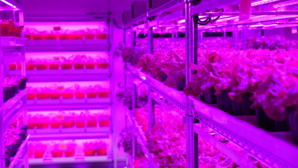 Panasonic to Invest in "High-Tech Vegetables"