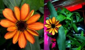 NASA Astronaut grows zinnia in space