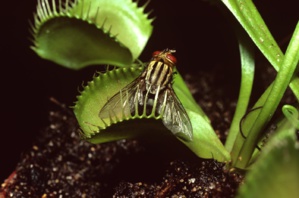 The intelligence of the Venus flytrap