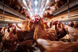EU Ban on Brazilian Poultry Exports: Causes and Wider Implications EU Ban on Brazilian Poultry Exports: Causes and Wider Implications