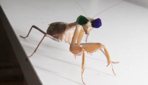 Insects’ Present Their ‘Point Of View’ In 3D Vision