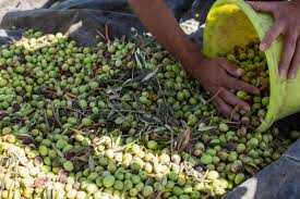 Olive Groves Under Fire: How West Bank Harvest and Settler Attacks Collide