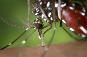 Only Three Months Left To Host Olympics 2016, Brazil Tries To Contain Zika Virus Cases