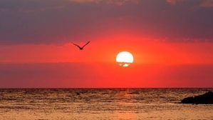 Marine Heatwaves Drive Fish Migration and Fisheries Losses in Europe Marine Heatwaves Drive Fish Migration and Fisheries Losses in Europe
