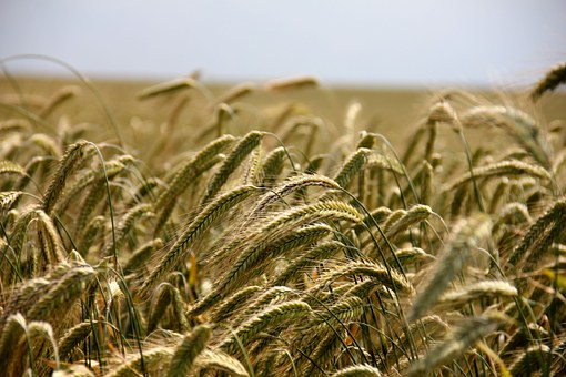 The ‘Slashing Agricultural Economy’ Of The U.S. Mourns The Exit From TTP