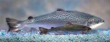 World’s First Genetically-Modified Animal To Enter Food Supply Is Salmon