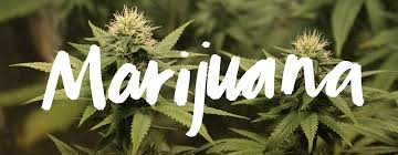 Canada's Marijuana Legalization Will Increase Competition With Illegal Pot Sale