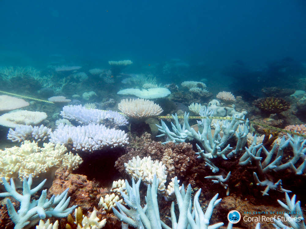 Source: flickr.com; (CC BY-ND 2.0); "Credit: ARC Centre of Excellence for Coral Reef Studies/ Mia Hoogenboom"