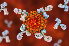Study Finds Covid-19 Antibodies Fall Rapidly After Recovery, Dashing Hopes Of Herd Immunity