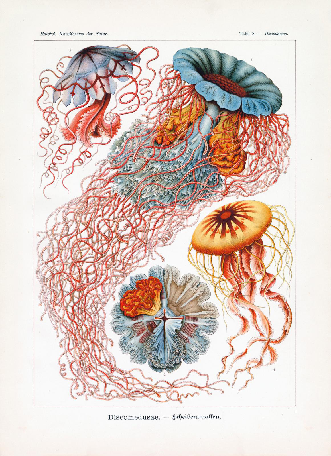 Ernst Haeckel, Kunstformen der Natur, plate 8, Leipzig, Vienna, Bibliographisches Institut, 1899-1904. ARR