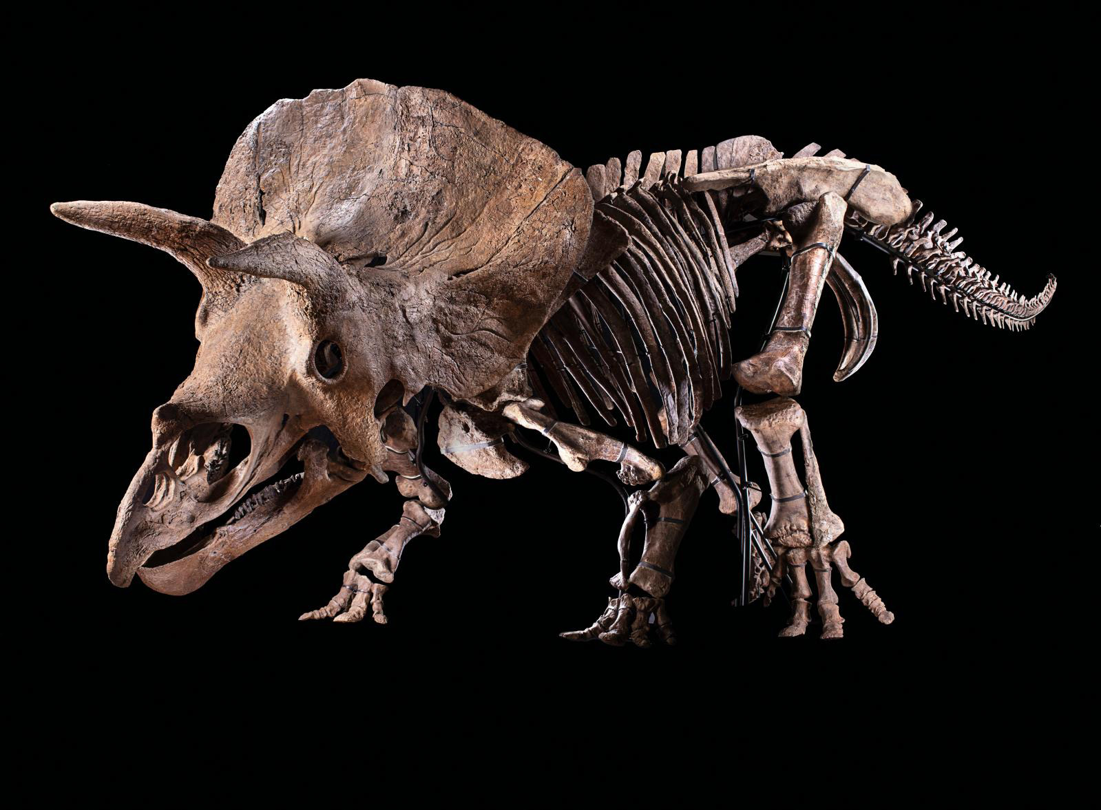 Big John, Triceratops horridus. Maastrichtian, Late Cretaceous, Hell Creek formation, Mud Butte ranch, South-West Perkins County, South Dakota. Total length of the mounted skeleton: 715 cm/281.51 in. Height of the hips: 270 cm/106.31 in. Skull: 262 x 200 cm/103.15 x 78.74 in. Estimate: €1.2/1.5 M Big John, Triceratops horridus. Maastrichtian, Late Cretaceous, Hell Creek formation, Mud Butte ranch, South-West Perkins County, South Dakota. Total length of the mounted skeleton: 715 cm/281.51 in. Height of the hips: 270 cm/106.31 in. Skull: 262 x 200 cm/103.15 x 78.74 in. Estimate: €1.2/1.5 M