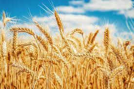 India's Wheat Exports Are Booming, Benefiting The Country's Farmers