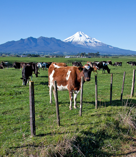 China to inspect dairy imports from New Zealand