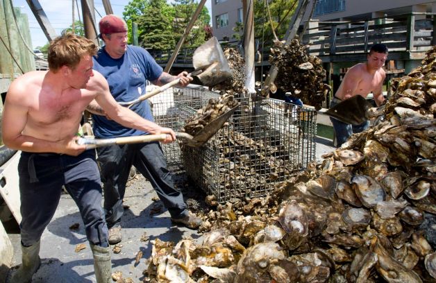The impact of oysters on North Carolina’s economy