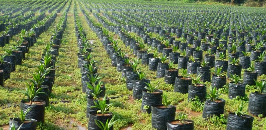 Sustainable sourcing of palm oil is one challenge, labelling and selling it to consumers another.