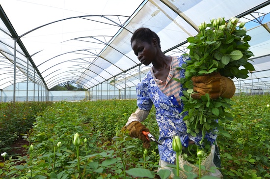 Smart Farming takes root in South Africa