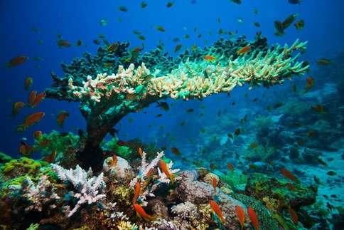 Over-exploitation of our Ocean is leading to degradation of our $24 trillion wealth