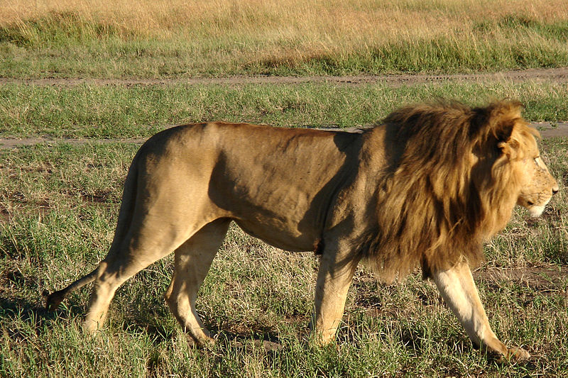 South Africa releases first Lion population report to public