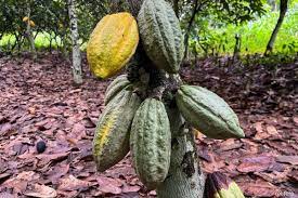 Significant Increases In Cocoa And Iron Ore In 2023 With Declining Energy Prices