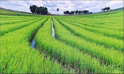 Genetically Modified Rice Could be the Solution for Paddy Methane Release Genetically Modified Rice Could be the Solution for Paddy Methane Release