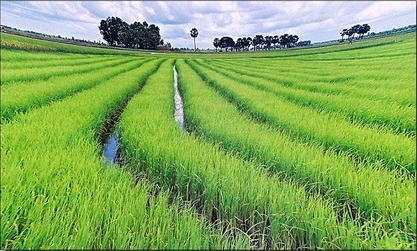 Genetically Modified Rice Could be the Solution for Paddy Methane Release