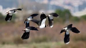 Increased Population of Protected Birds Enhances Voice Against EU Bird Protection Legislation Review