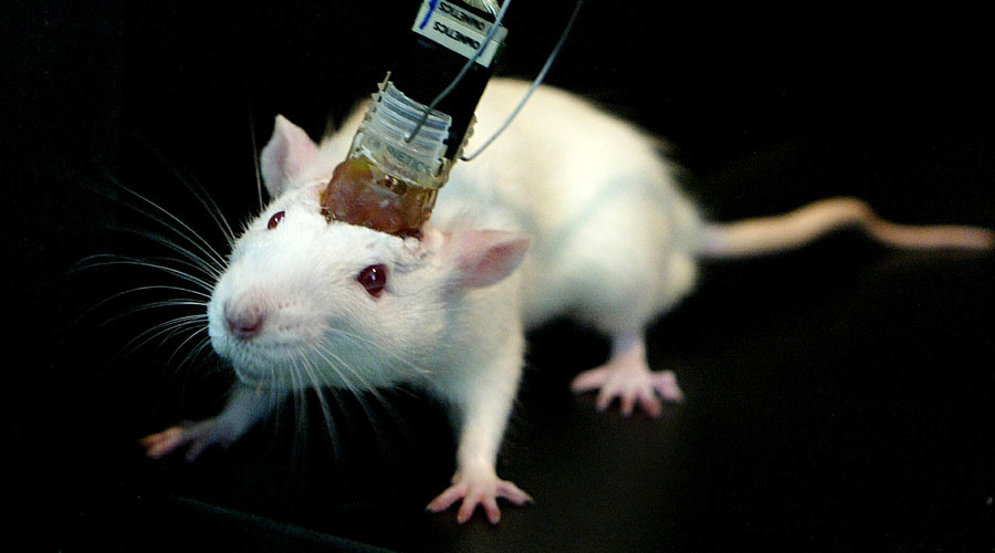Research Study Allows Scientists To Control Mice Brains In a Wireless Manner