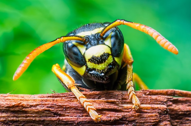 Wasps Hold The Key To Cancer Cure