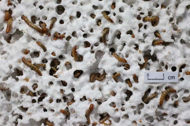 Mealworms Thrive On Plastic Diet While Turing Plastic Into A Biodegradable Product