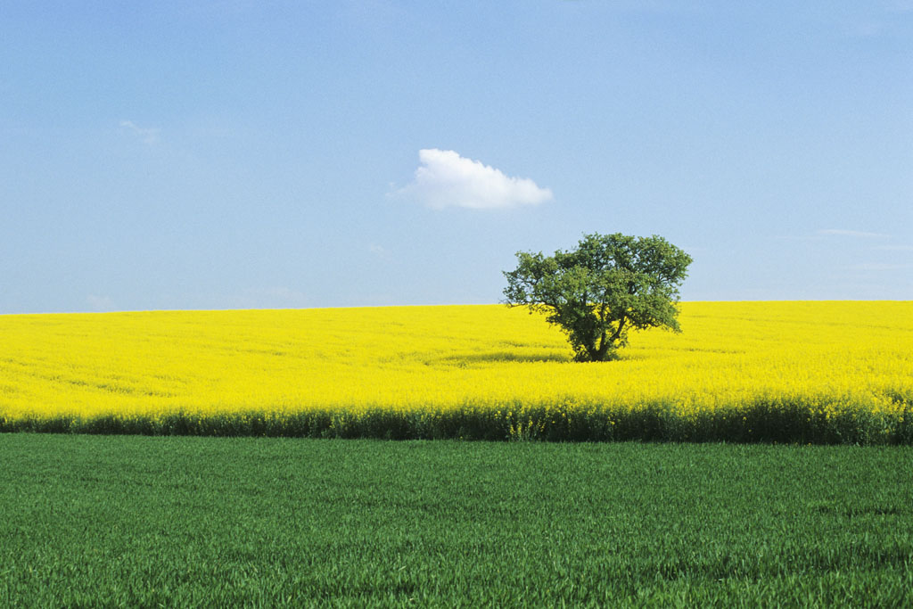 European Parliament Votes Down GM Crops Proposal